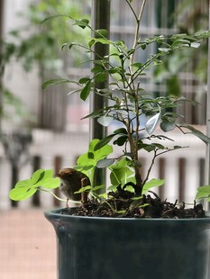 盆栽绿植