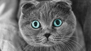 蓝眼萌猫特写