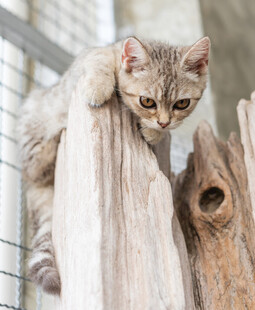 猫咪趴木柱好奇张望