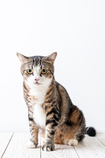 可爱条纹猫咪端坐