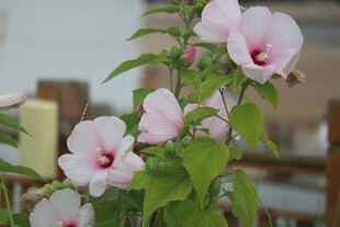 芙蓉葵