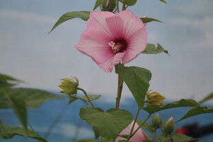 芙蓉葵