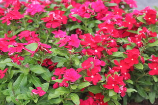 长春花