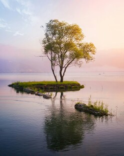 湖畔孤树映晚霞