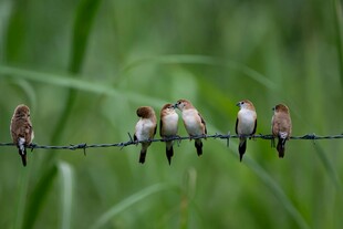 电线上的小鸟群