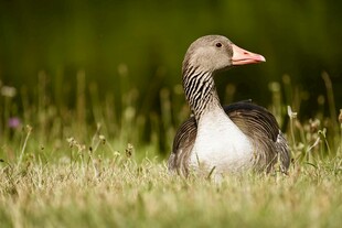 草地上休憩的灰鹅
