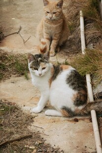 两只猫咪在户外休憩
