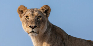 草原上的威严母狮