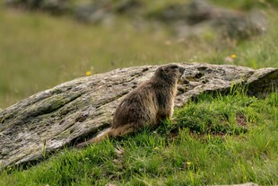 草地上的土拨鼠