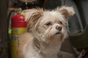 可爱小狗的温馨瞬间