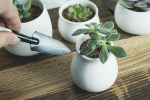 手植多肉植物于白色花盆