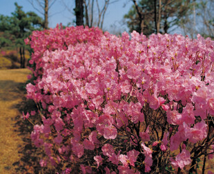 粉色杜鹃花海烂漫绽放