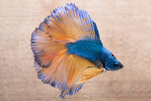 色彩绚丽的暹罗斗鱼