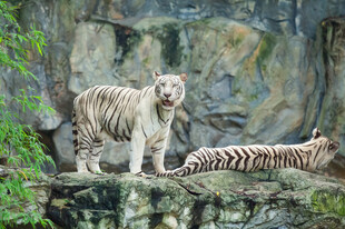 岩石上的两只白虎