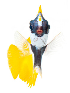 色彩艳丽的独特观赏鱼