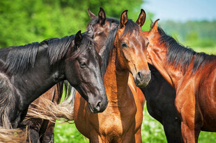 群马相聚于绿意盎然之地