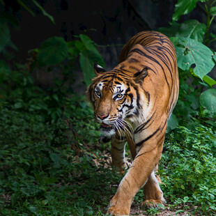 丛林中行走的斑斓猛虎