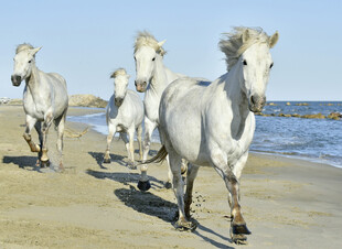 海滩上奔跑的白色骏马