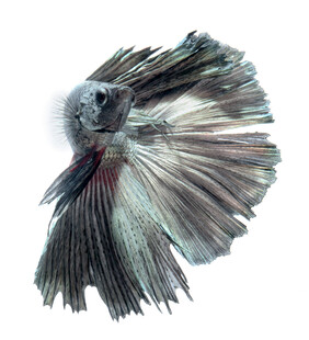 美丽斗鱼展示绚丽鱼鳍