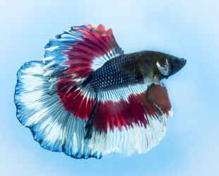 三色斗鱼优雅水中绽放