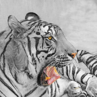 黑白绘老虎母子温馨时刻