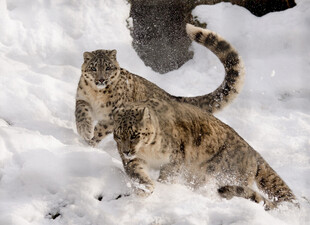 雪地上的神秘豹猫