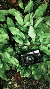 相机静置于翠绿植物间