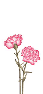 三朵粉色康乃馨