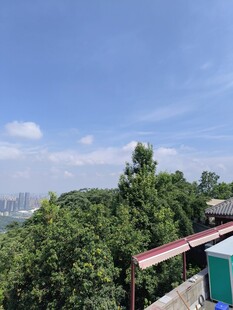 屋顶视角下的绿树蓝天