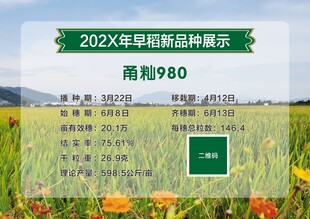 水稻早稻品种展示