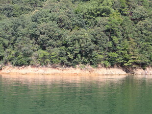 湖畔葱郁山林美景