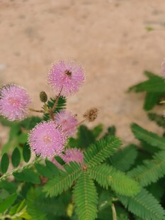 含羞草