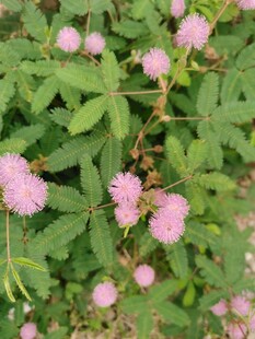 含羞草
