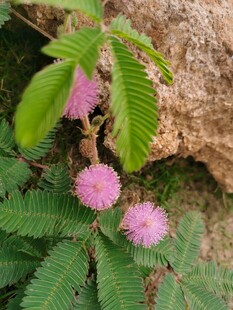 含羞草