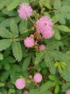 含羞草