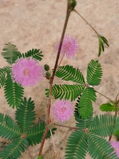 含羞草