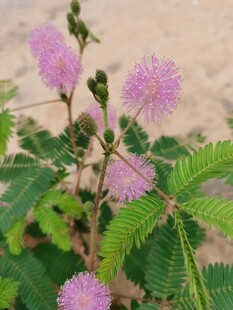 含羞草