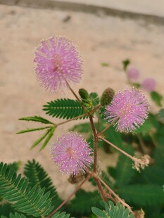 含羞草