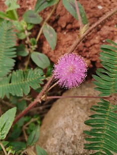 含羞草