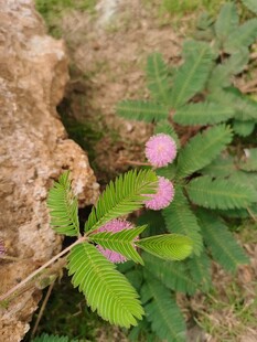 含羞草