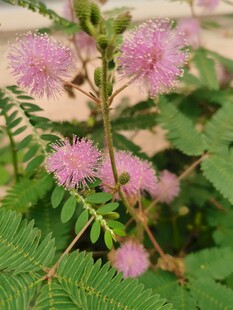 含羞草