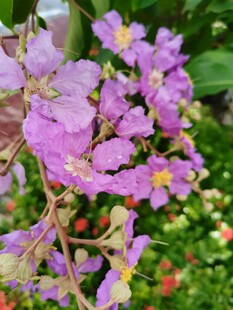 紫薇花