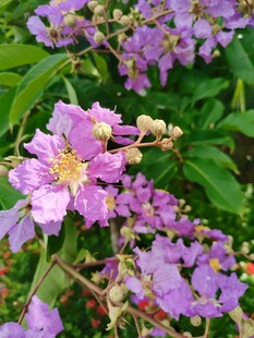 紫薇花