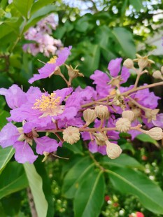 紫薇花