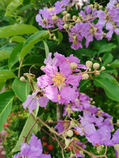 紫薇花