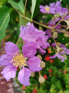 紫薇花