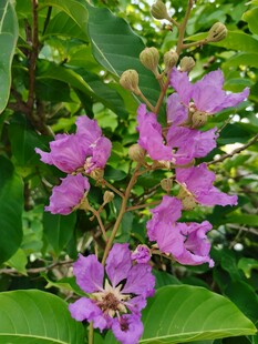 紫薇花