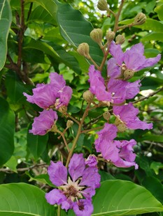 紫薇花