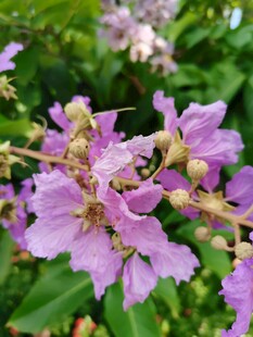 紫薇花