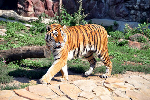 漫步的斑斓老虎